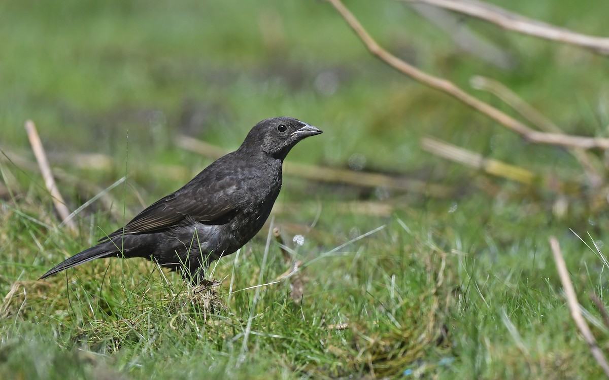 Shiny Cowbird - ML620175603