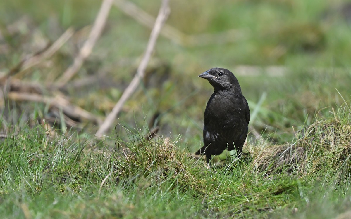 Shiny Cowbird - ML620175605