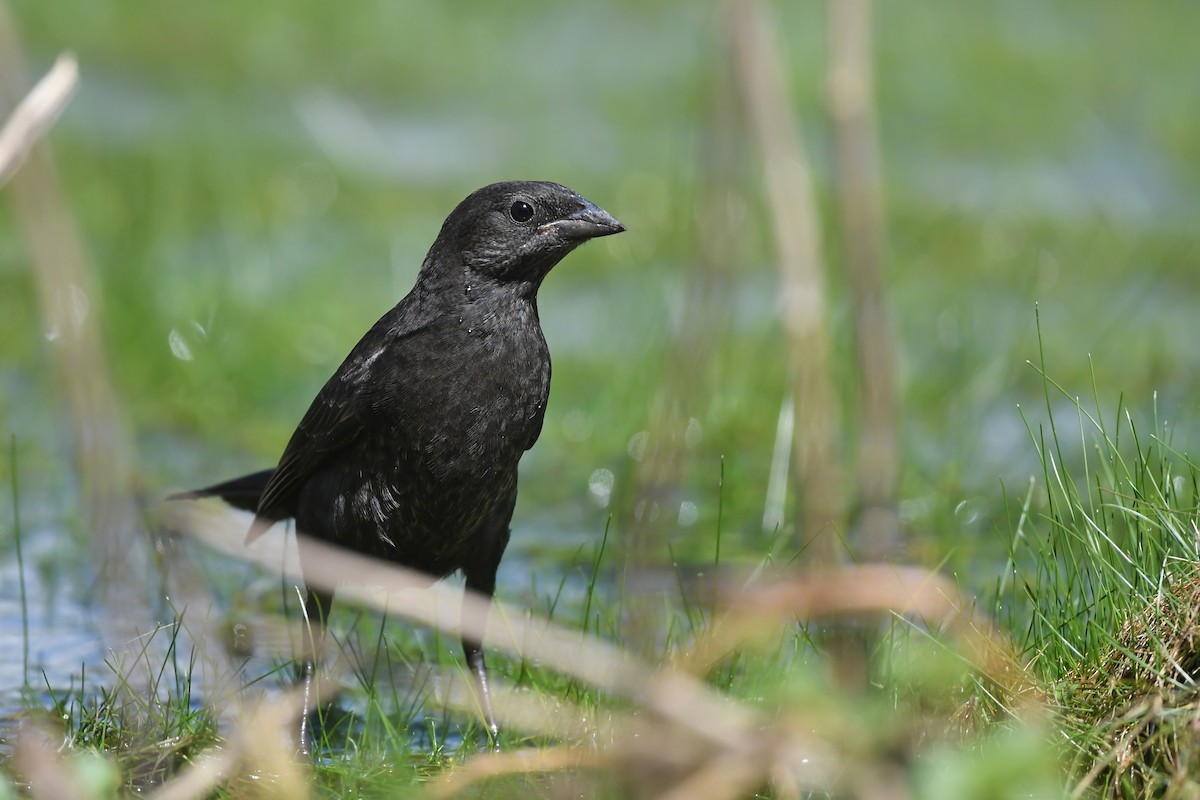 Shiny Cowbird - ML620175608