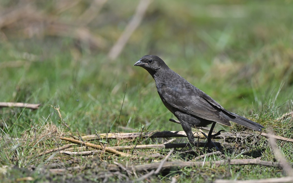 Shiny Cowbird - ML620175609