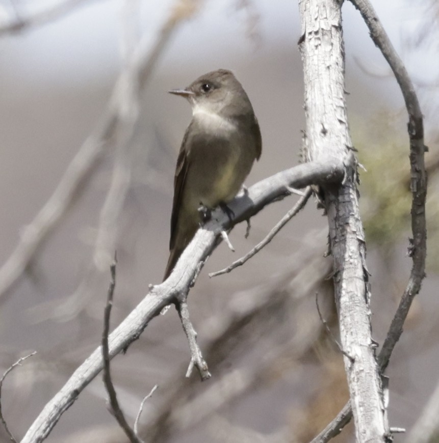 Western Wood-Pewee - ML620175615