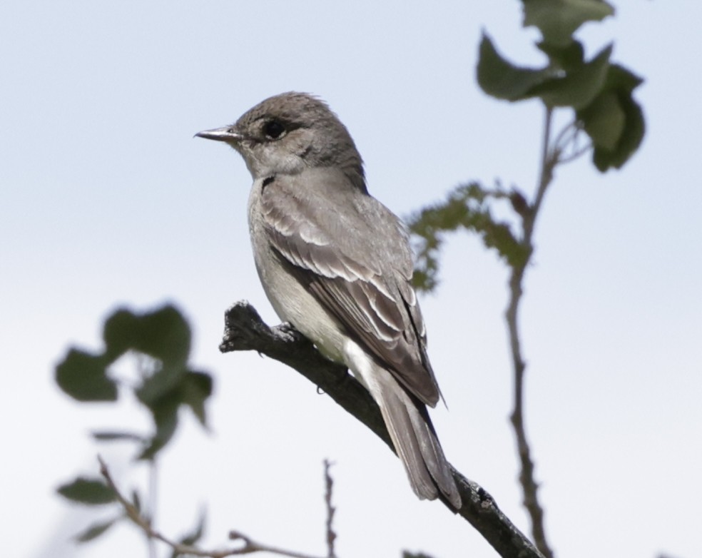 Western Wood-Pewee - ML620175616