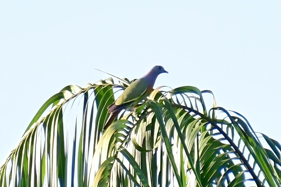 Pink-necked Green-Pigeon - ML620175631