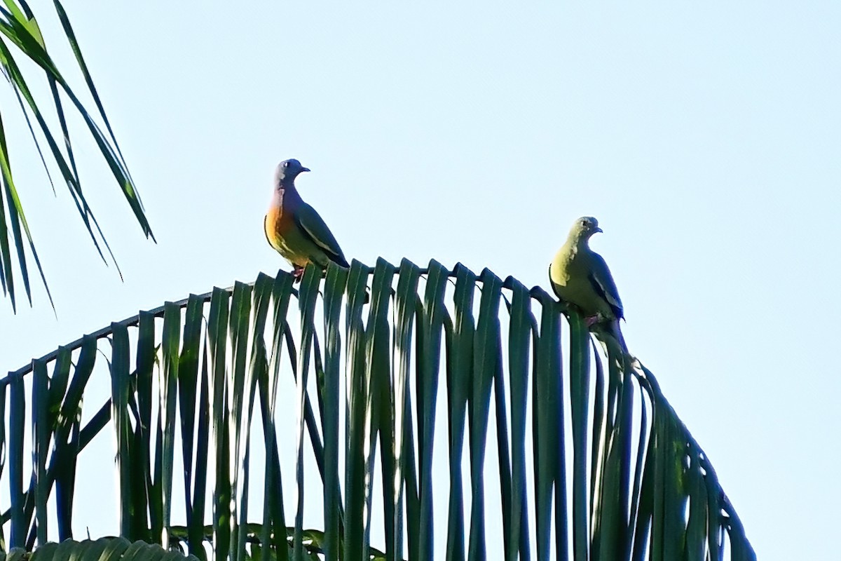 Pink-necked Green-Pigeon - ML620175632