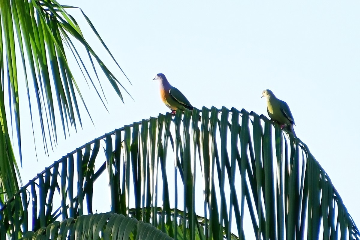 Pink-necked Green-Pigeon - ML620175633