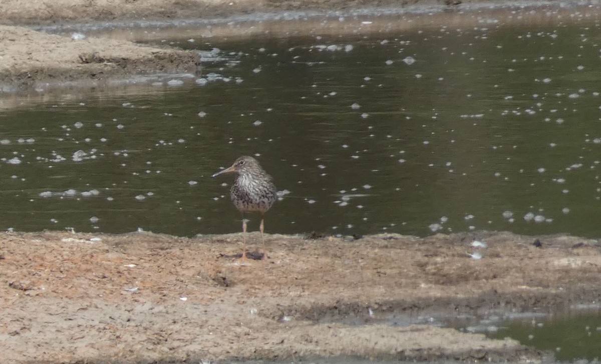 Common Redshank - ML620175636