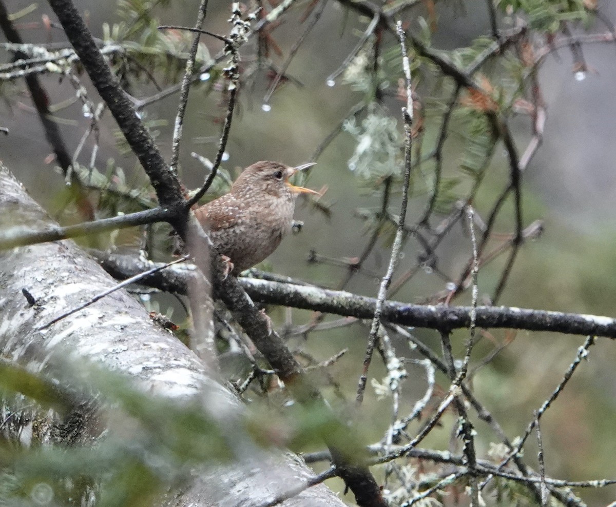 Troglodyte des forêts - ML620175642