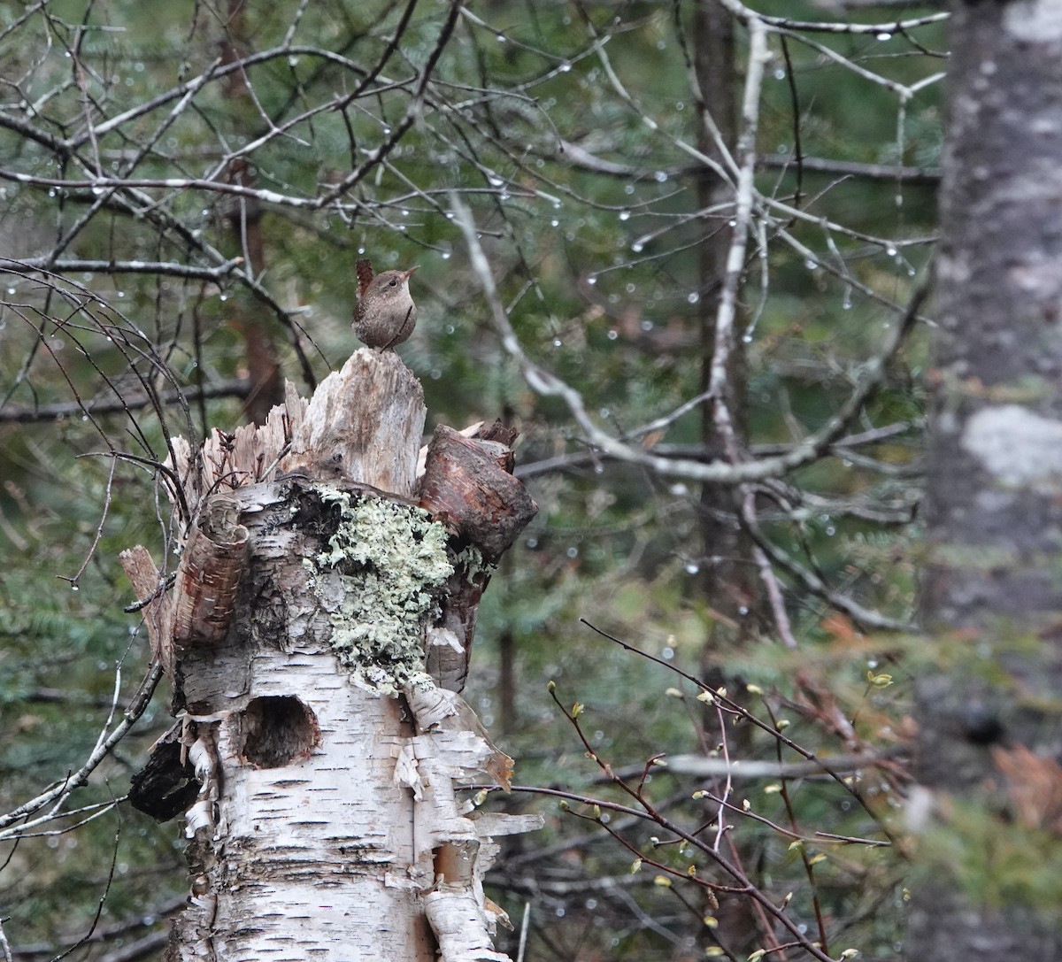 Winter Wren - ML620175645