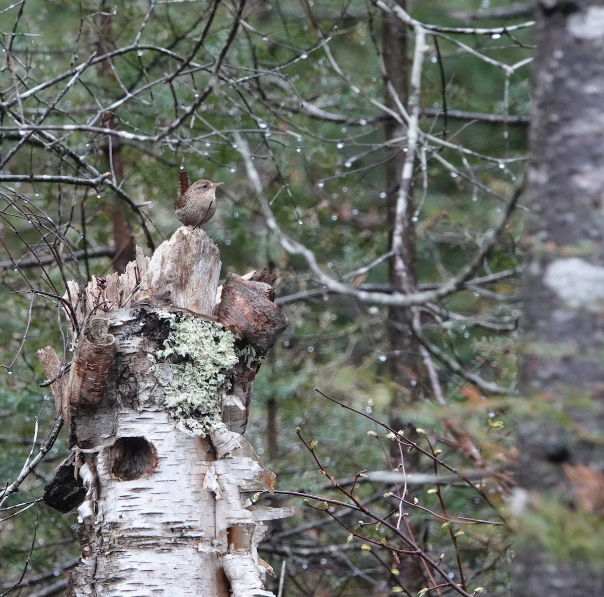 Winter Wren - ML620175646