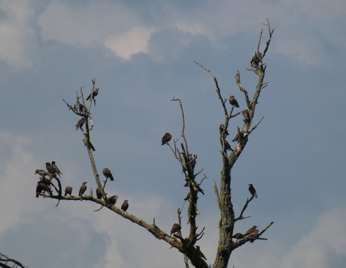 European Starling - ML620175647