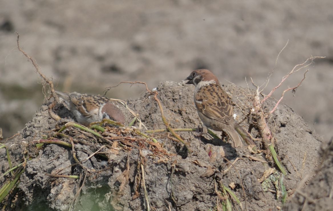 Eurasian Tree Sparrow - ML620175651