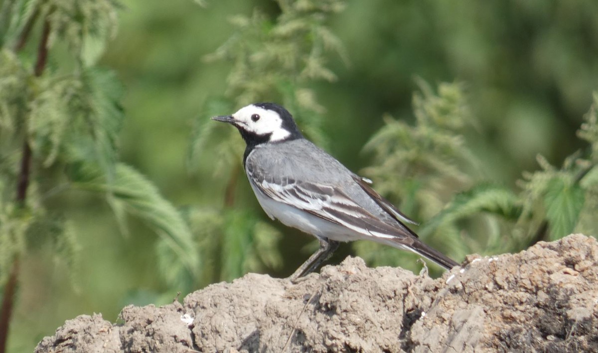 White Wagtail - ML620175659