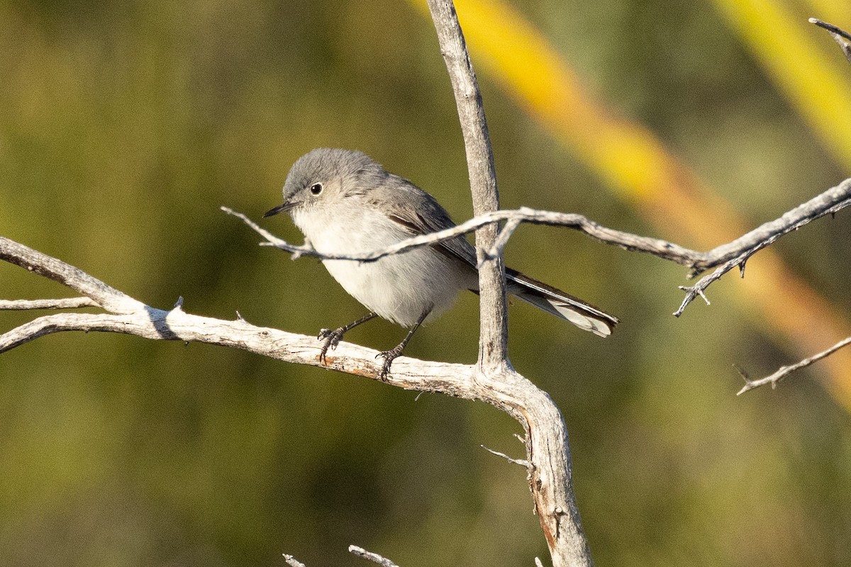 Blue-gray Gnatcatcher - ML620175664