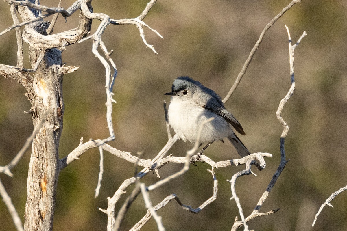 Blue-gray Gnatcatcher - ML620175665