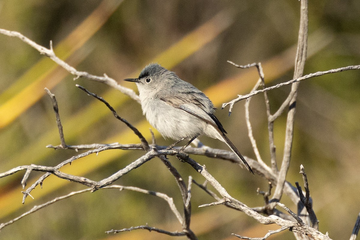 Blue-gray Gnatcatcher - ML620175666