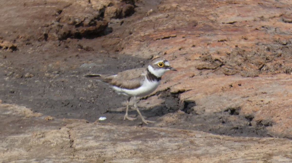 Little Ringed Plover - ML620175671