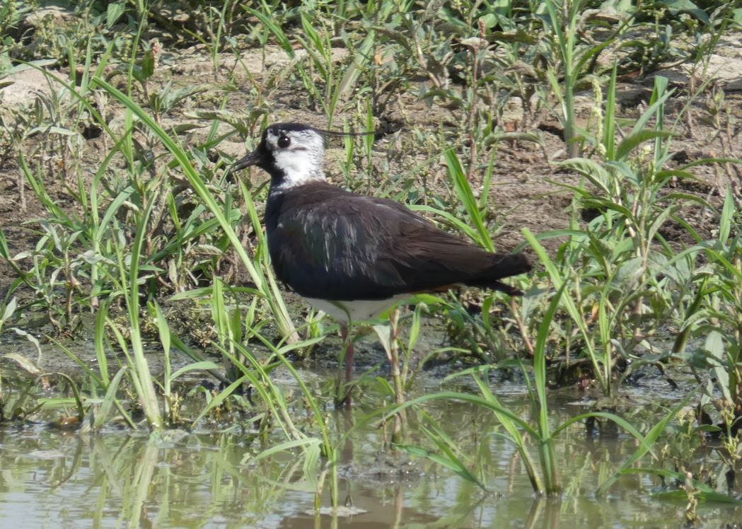 Northern Lapwing - ML620175675