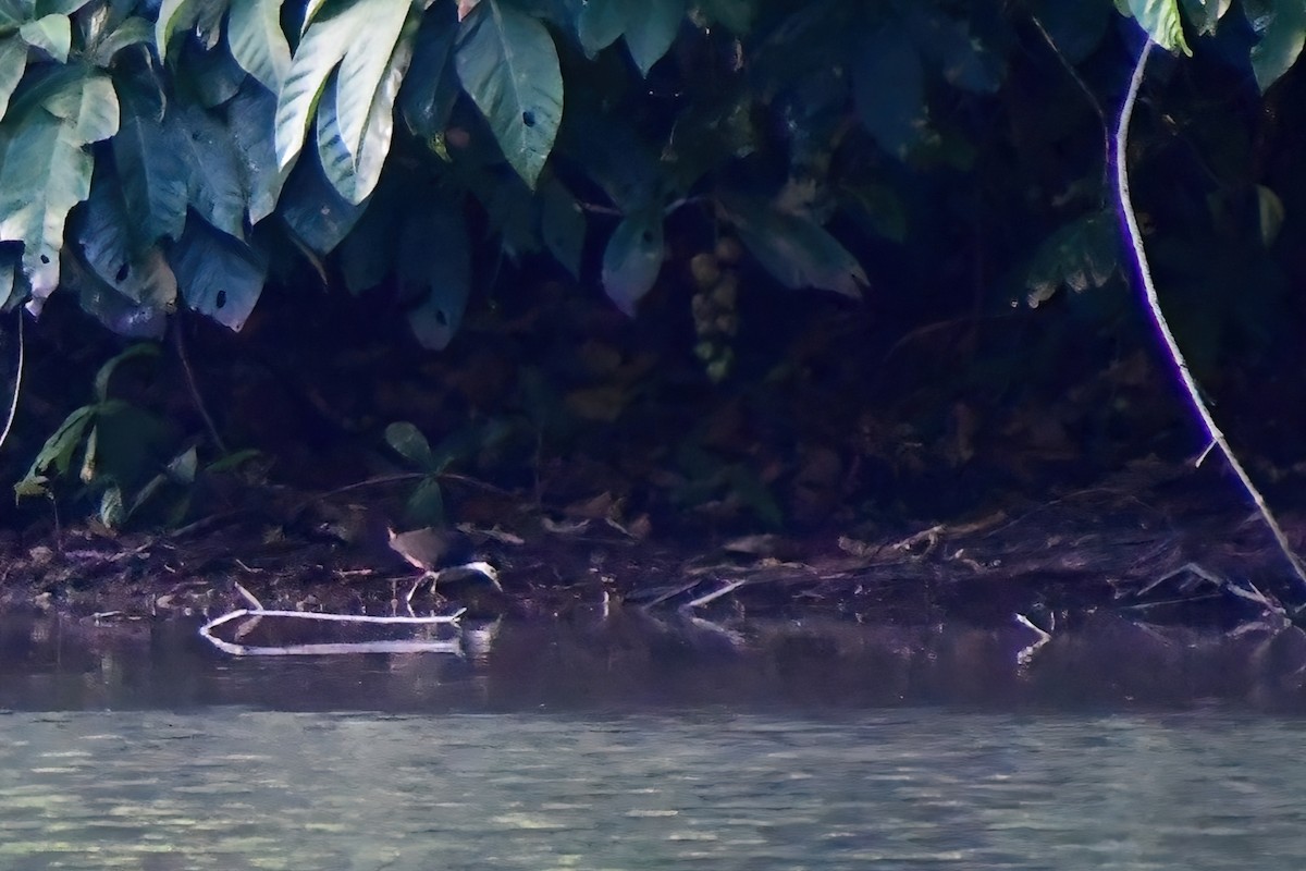 White-breasted Waterhen - ML620175680