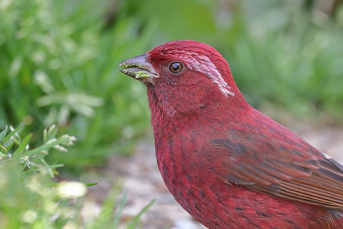 Taiwan Rosefinch - ML620175683