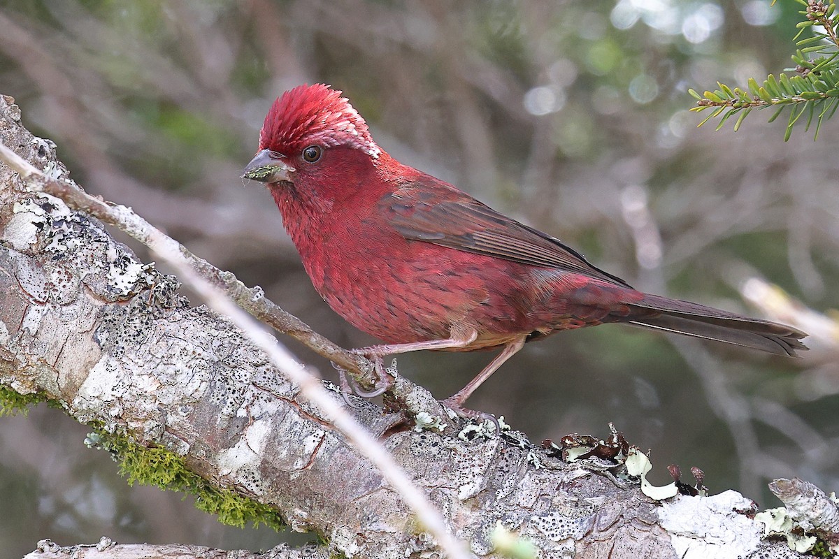 Taiwan Rosefinch - ML620175686