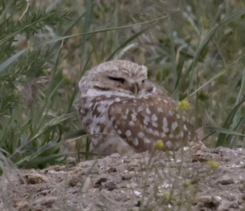 Burrowing Owl - ML620175687