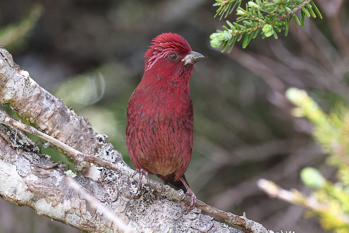 Taiwan Rosefinch - ML620175688