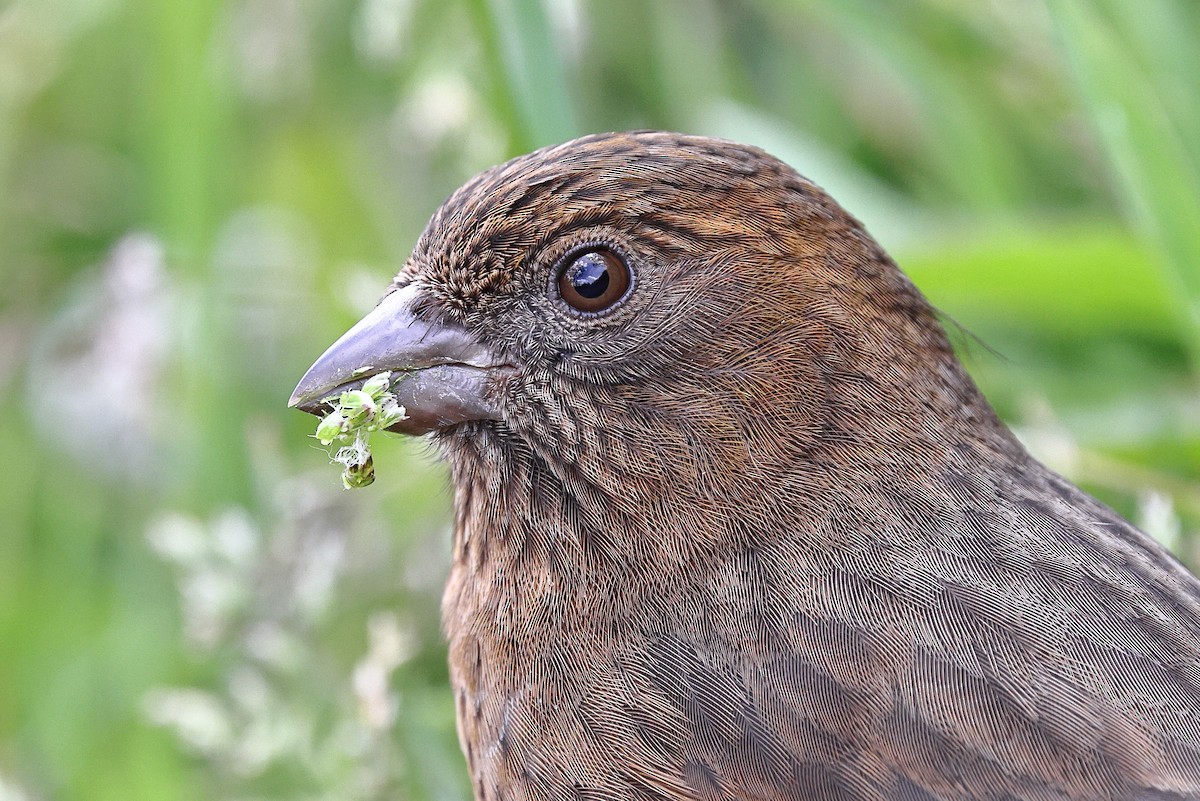 Taiwan Rosefinch - ML620175694