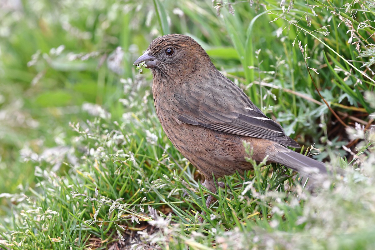 Taiwan Rosefinch - ML620175696