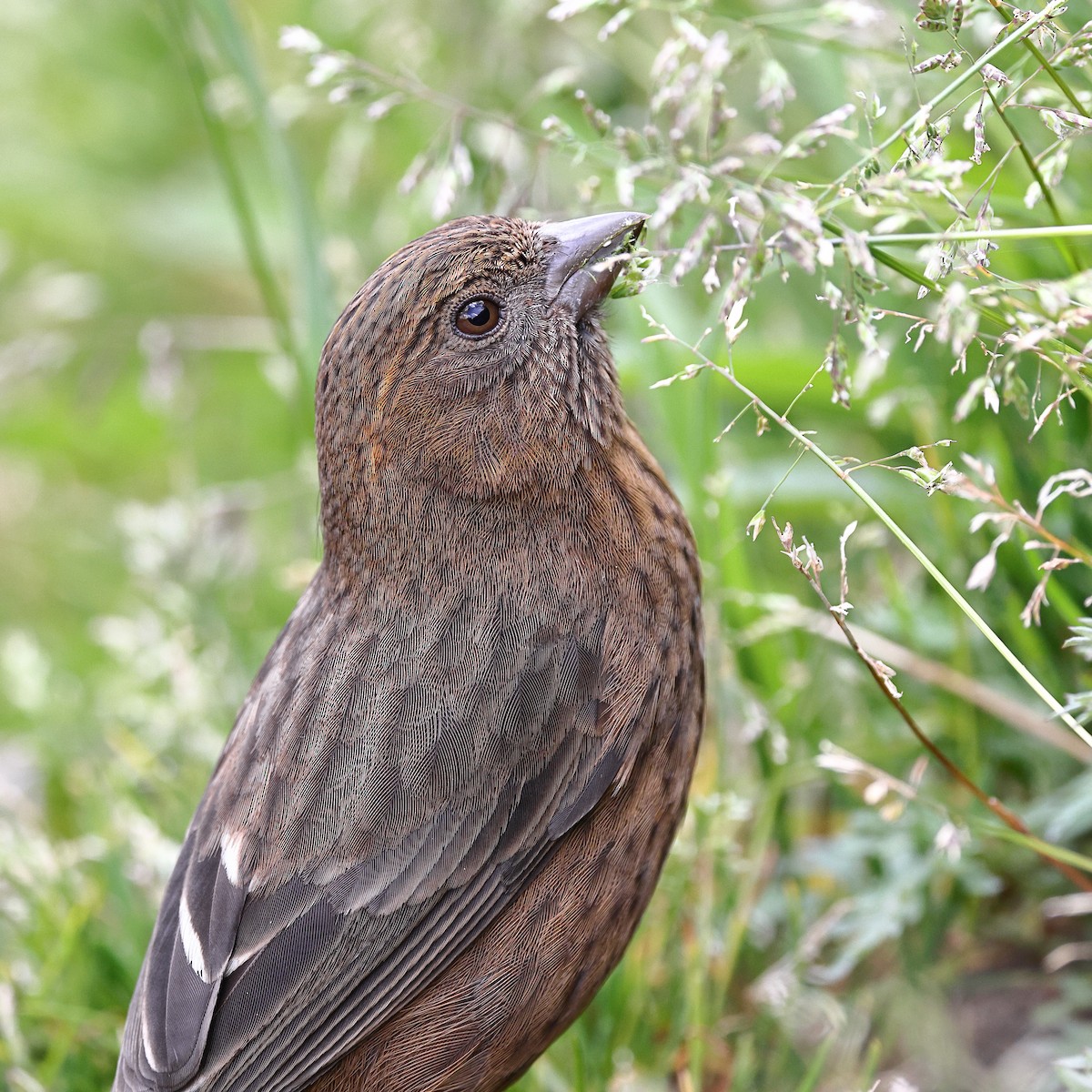 Taiwan Rosefinch - ML620175697