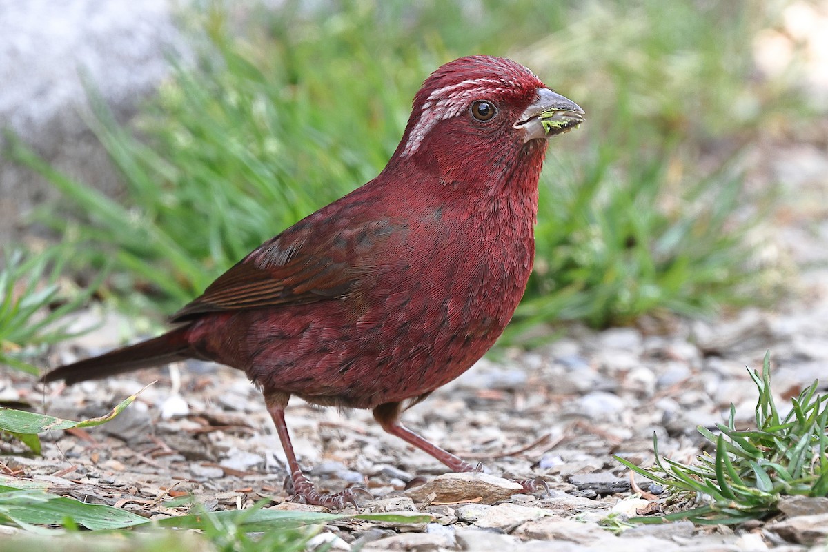 Taiwan Rosefinch - ML620175701