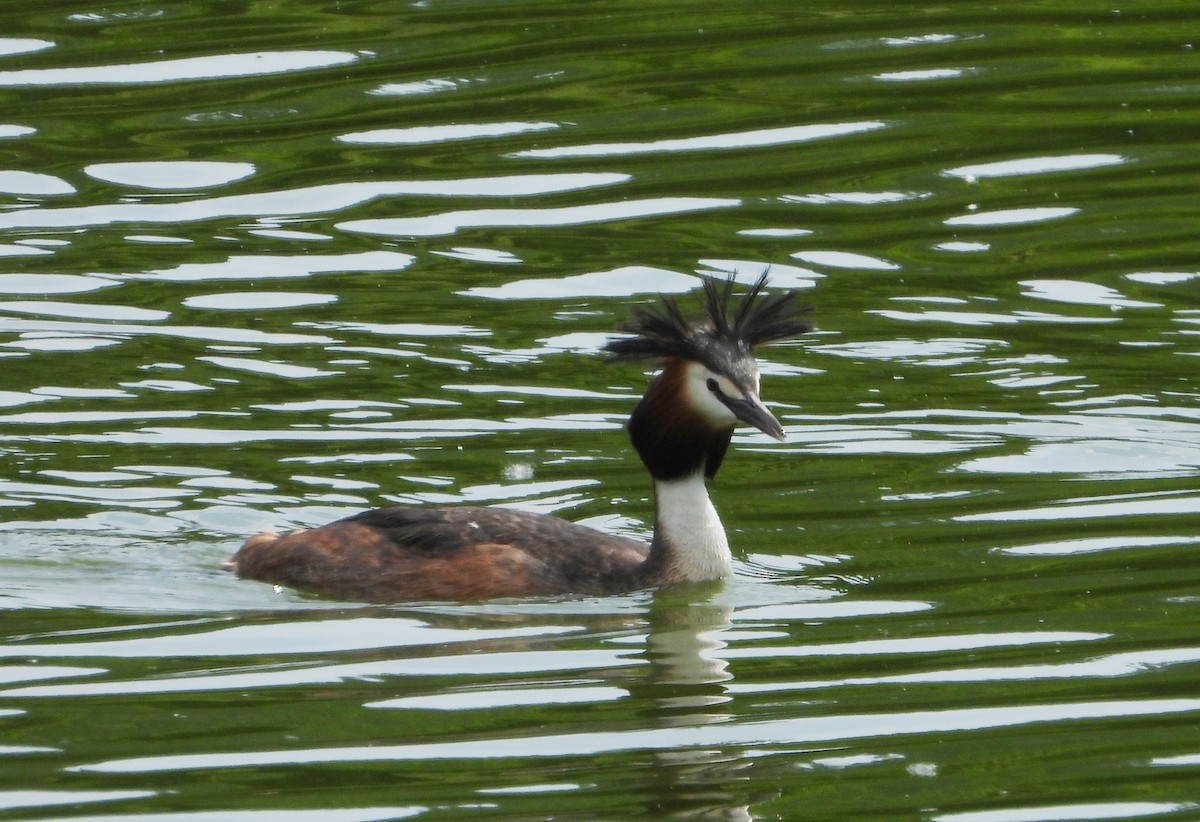 Great Crested Grebe - ML620175707