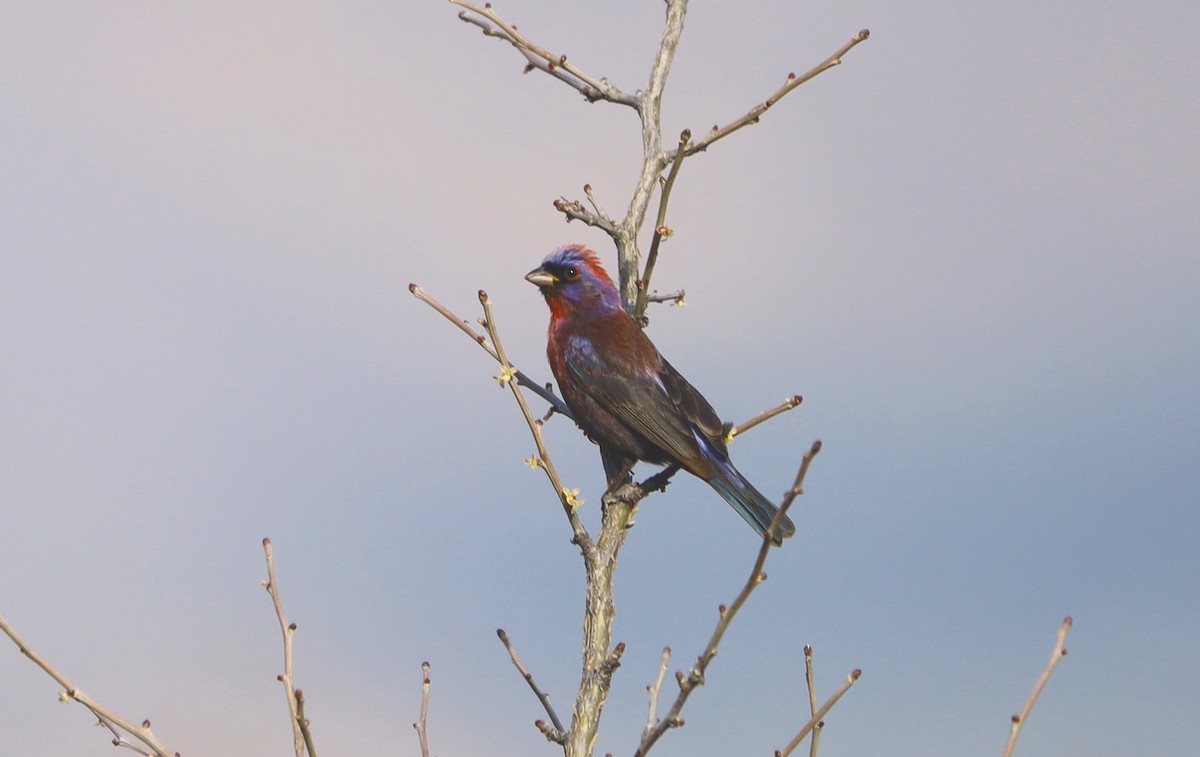 Varied Bunting - ML620175709