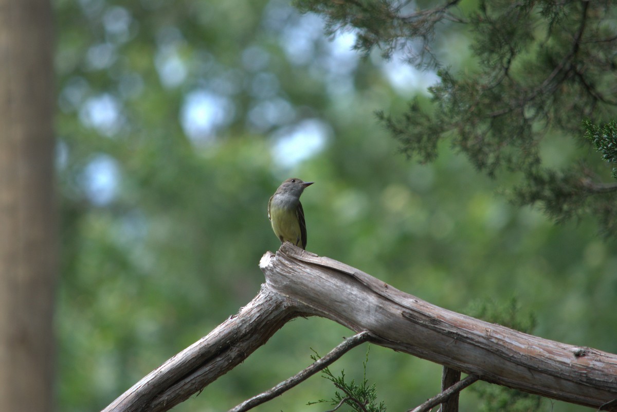 Great Crested Flycatcher - ML620175712