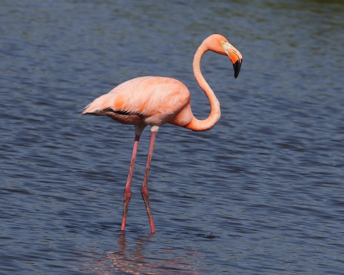 American Flamingo - ML620175713