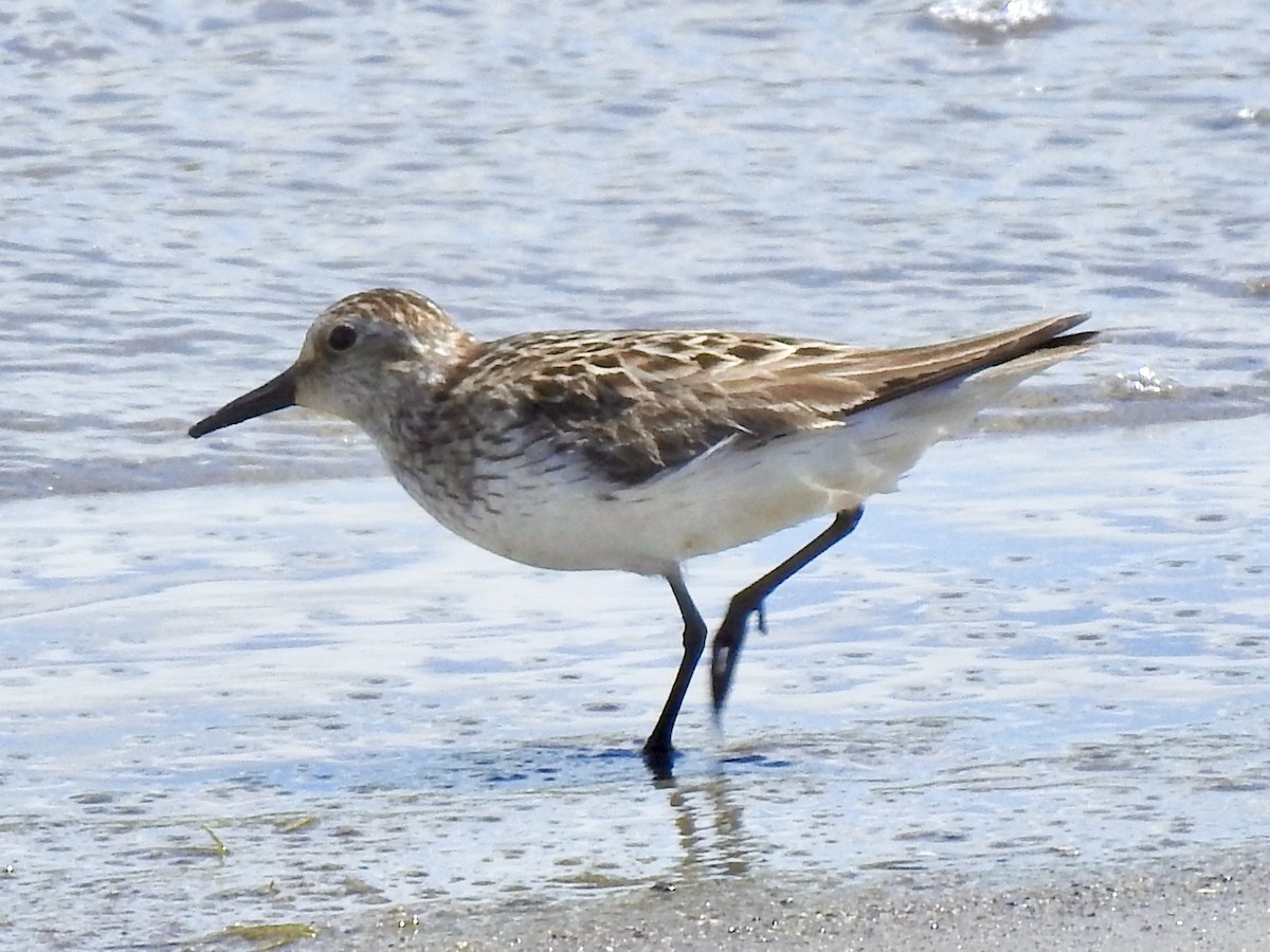 Semipalmated Sandpiper - ML620175716