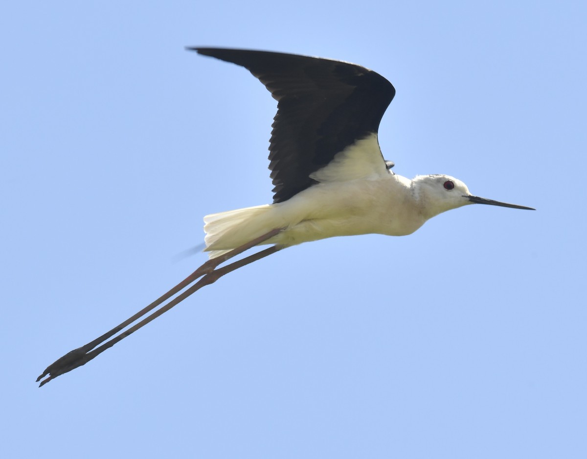 Black-winged Stilt - ML620175720