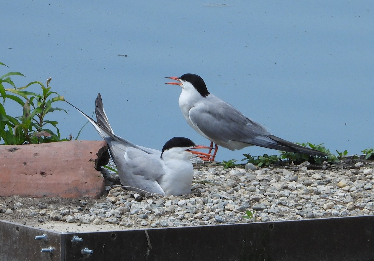 Common Tern - ML620175722