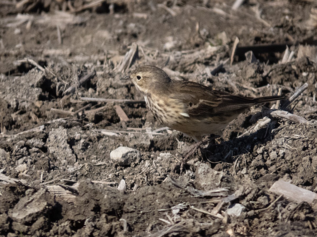 American Pipit - ML620175725