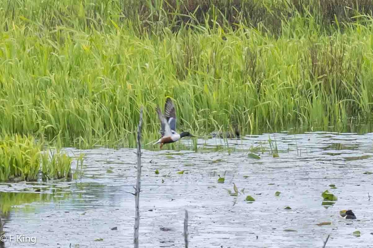 Northern Shoveler - ML620175730