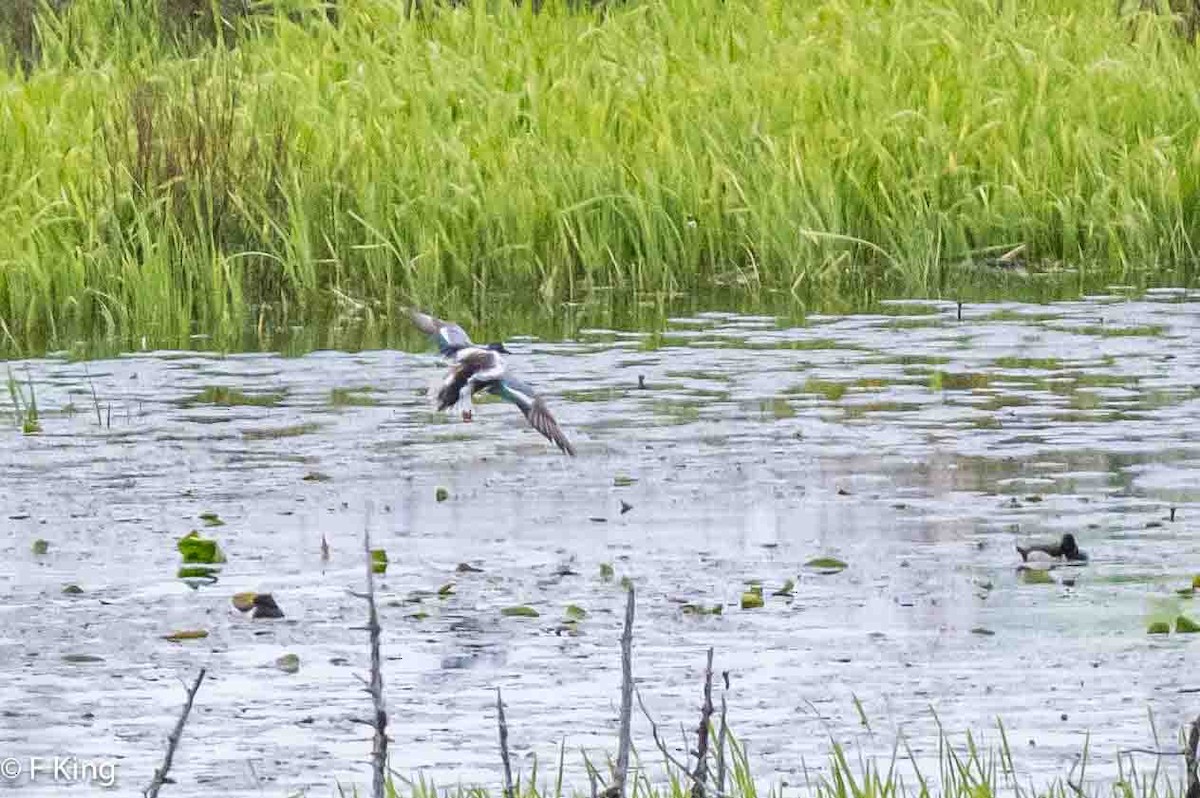 Northern Shoveler - ML620175732