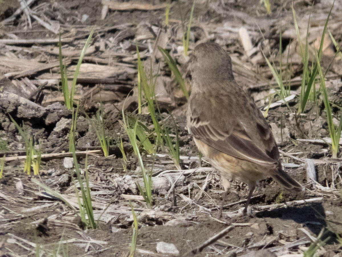 American Pipit - ML620175735