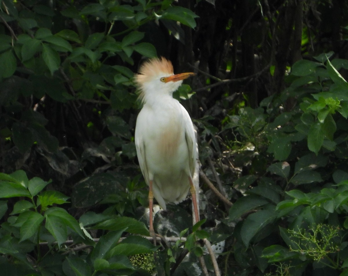 Western Cattle Egret - ML620175736