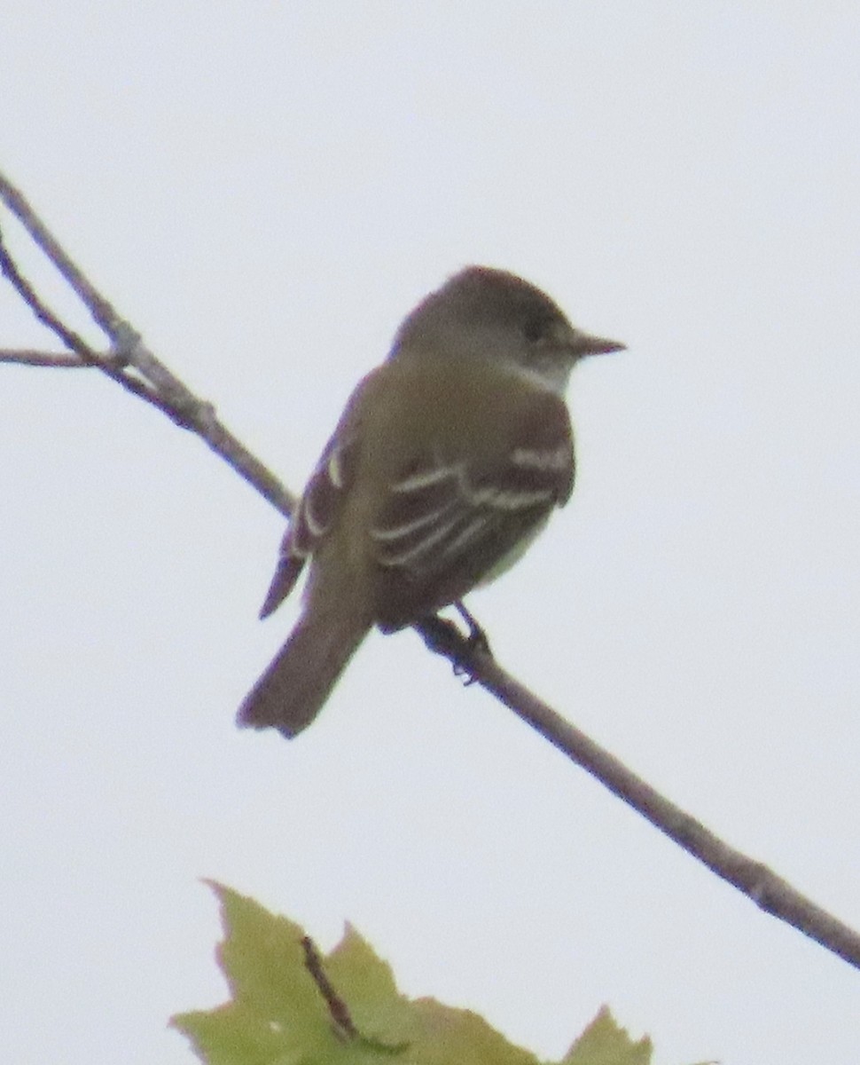 Willow Flycatcher - ML620175738