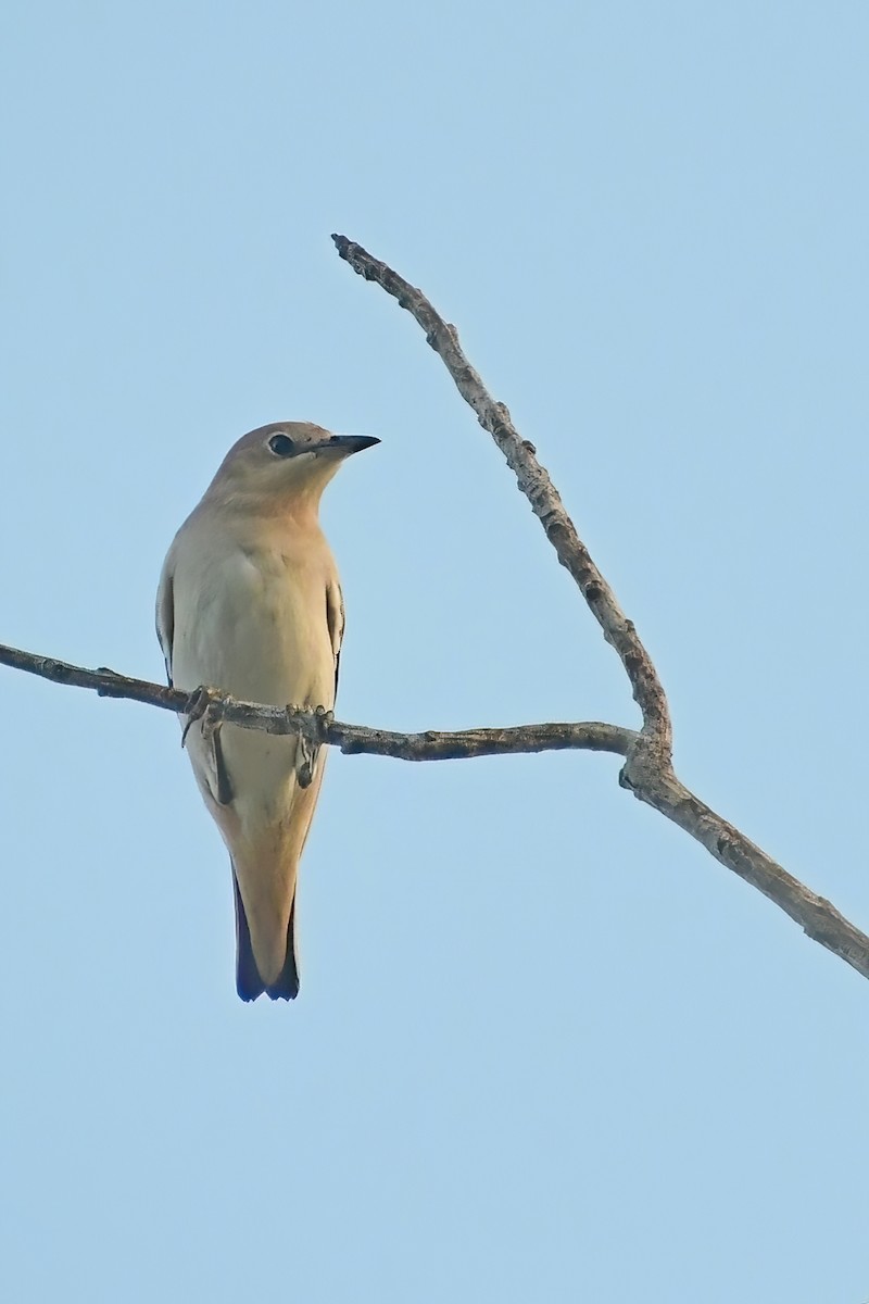 Chestnut-cheeked Starling - ML620175739