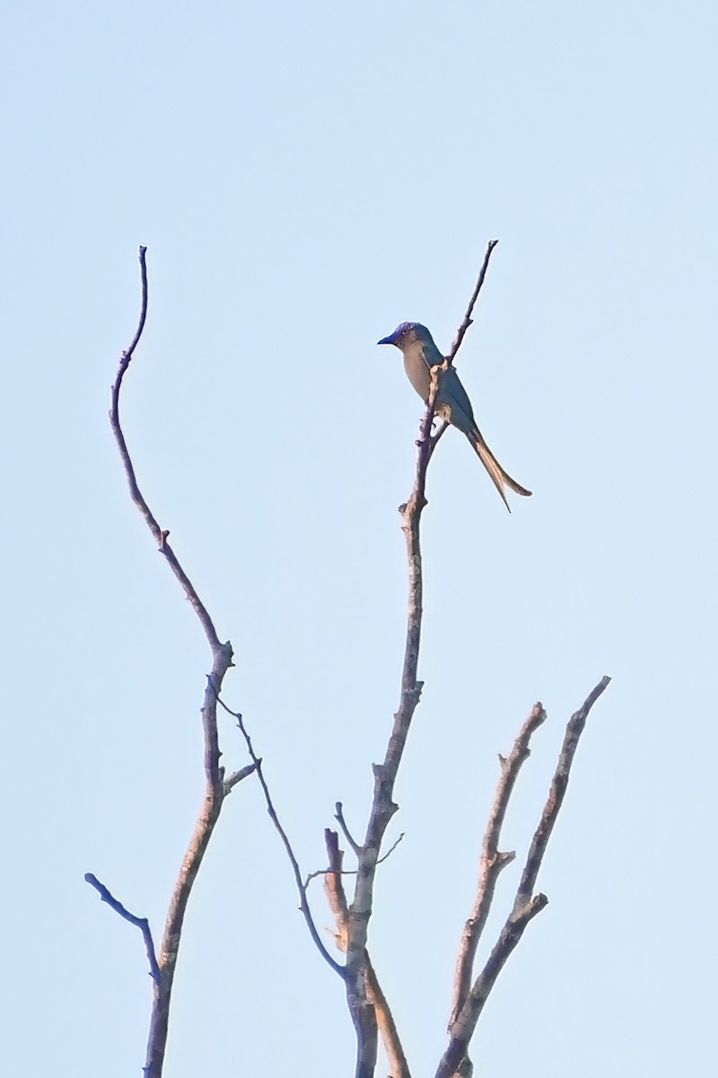 Ashy Drongo - ML620175742