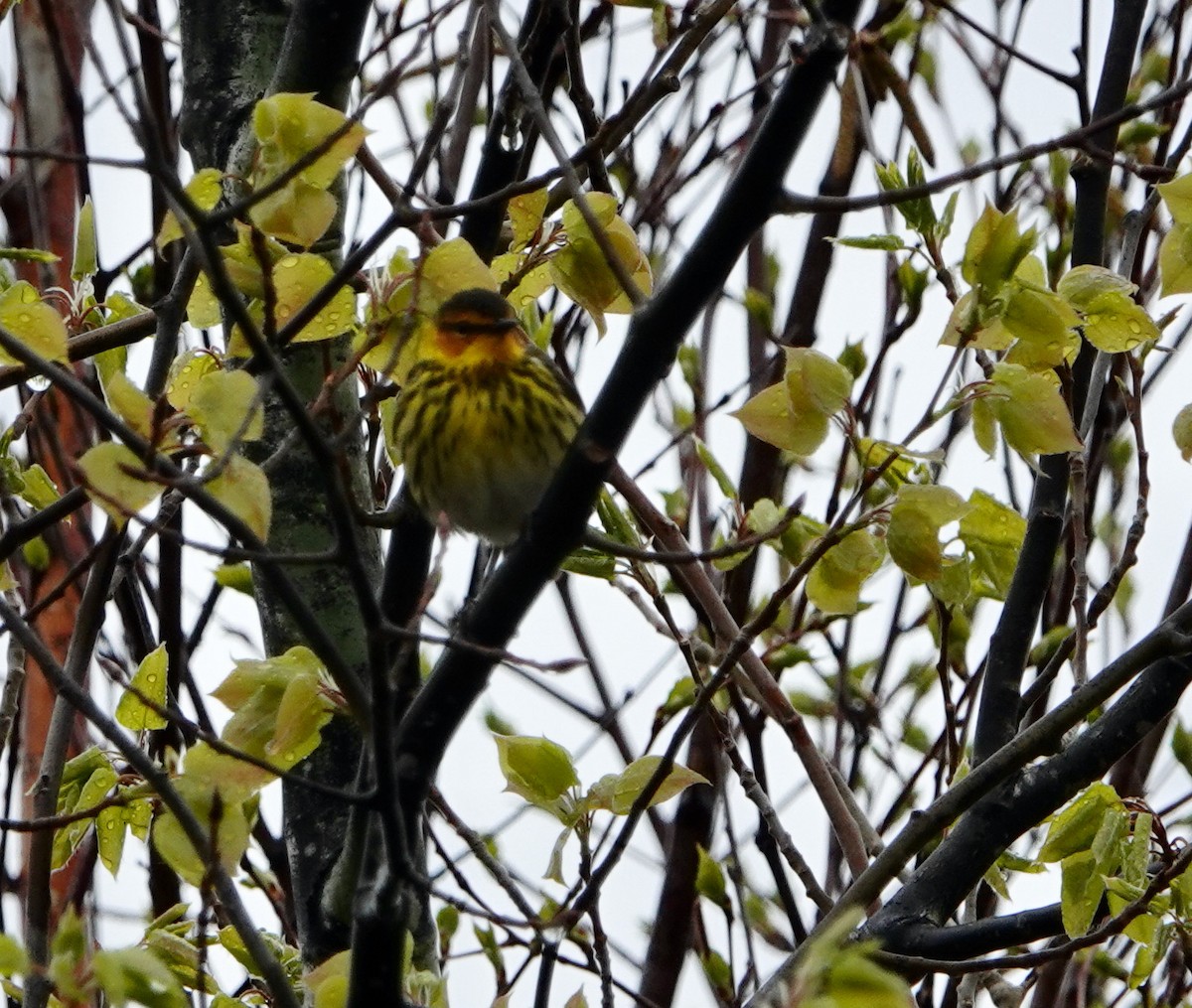 Cape May Warbler - ML620175744