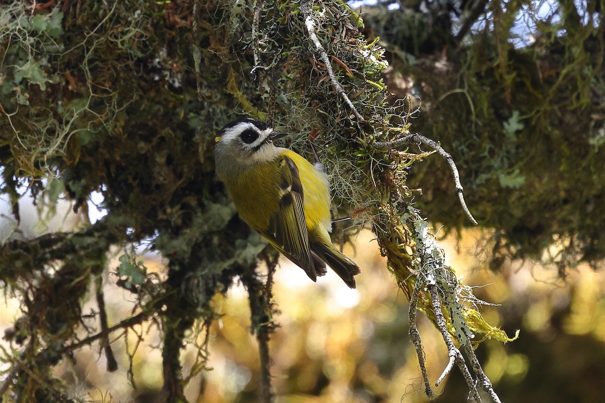 火冠戴菊鳥 - ML620175746