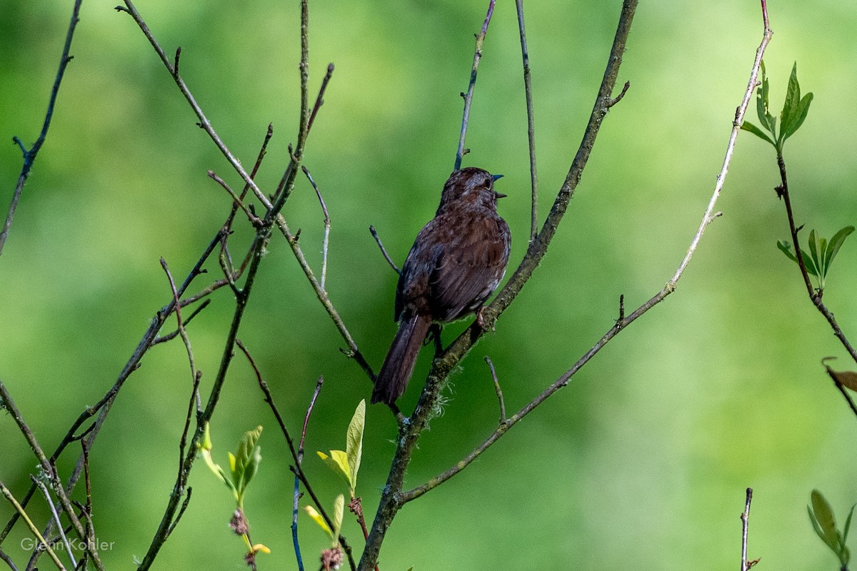 Song Sparrow - ML620175751