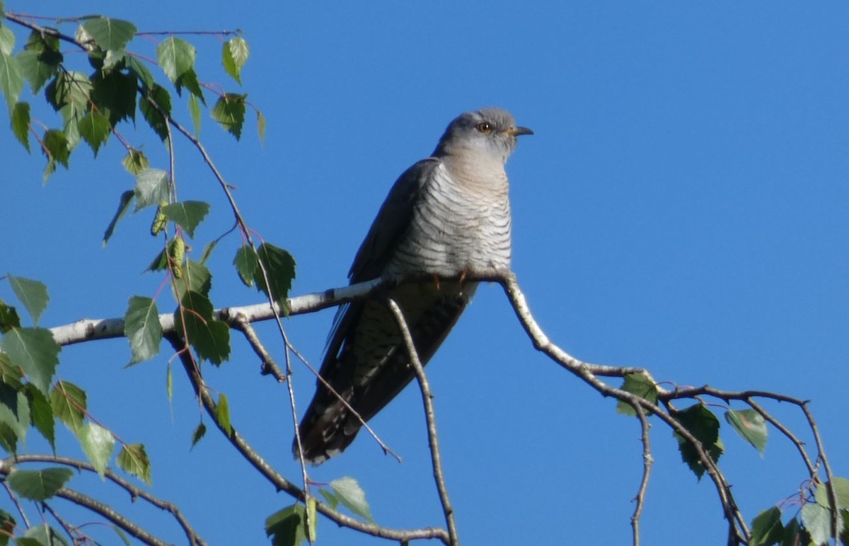 Common Cuckoo - ML620175752