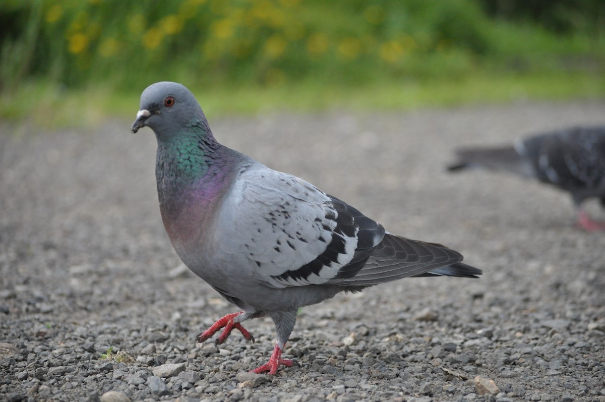 Rock Pigeon (Feral Pigeon) - ML620175756